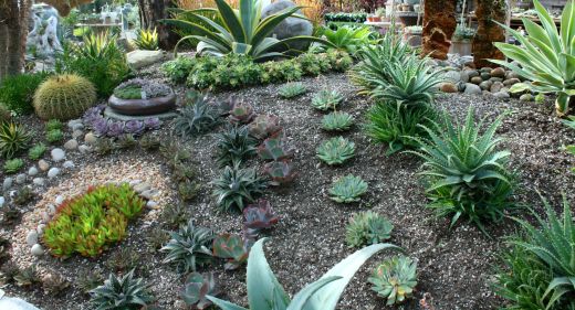 Drought Tolerant plantings