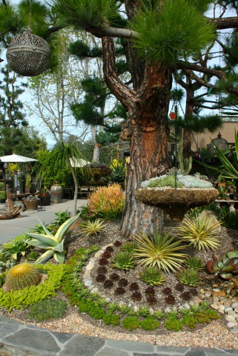 Drought tolerant plants