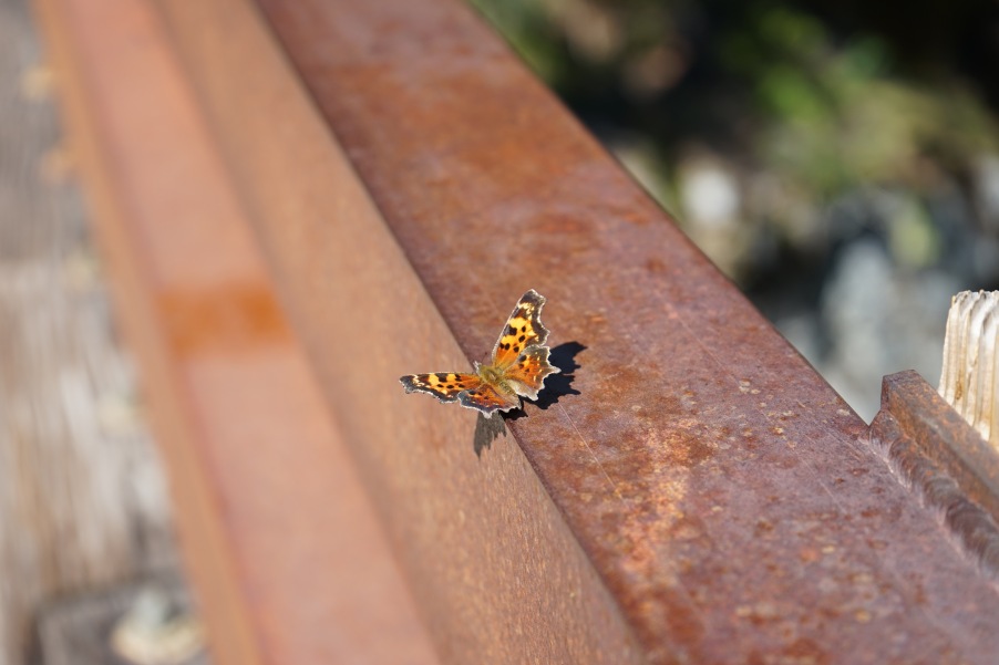 Butterfly on Bridge