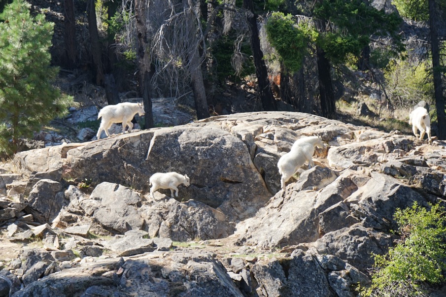 Chelan Mountain Goats