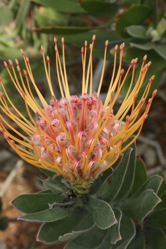 Protea