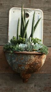 Succulents in a pot