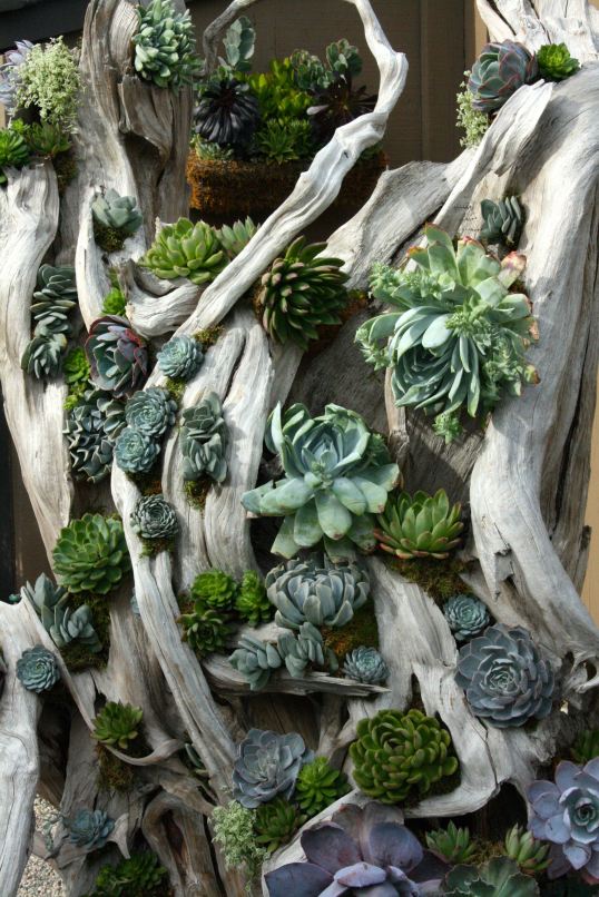 Succulents on wood