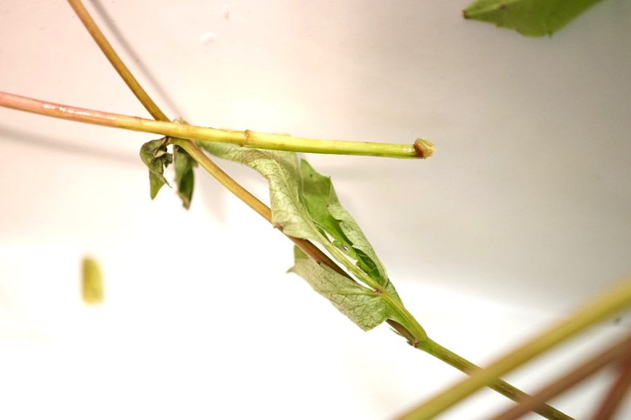 Before a stem has been properly cut