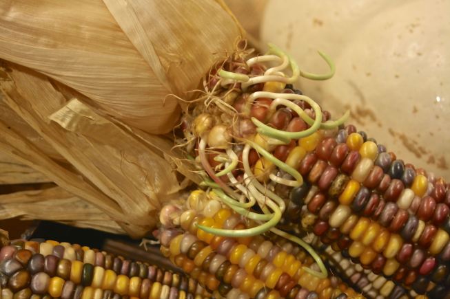 Sprouted indian corn