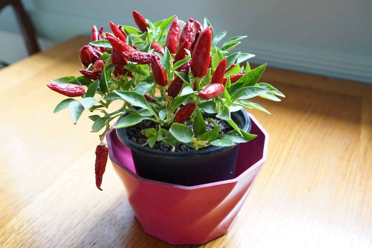 Get Rid of 100 Things ~ ugly pot