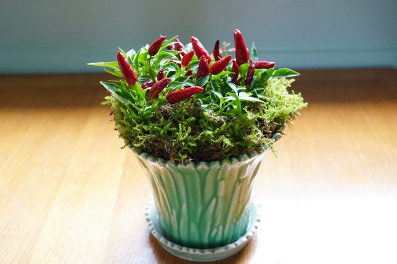 Get Rid of 100 Things ~ Get rid of dead leaves and replace ugly pot with a cute pot like this one!