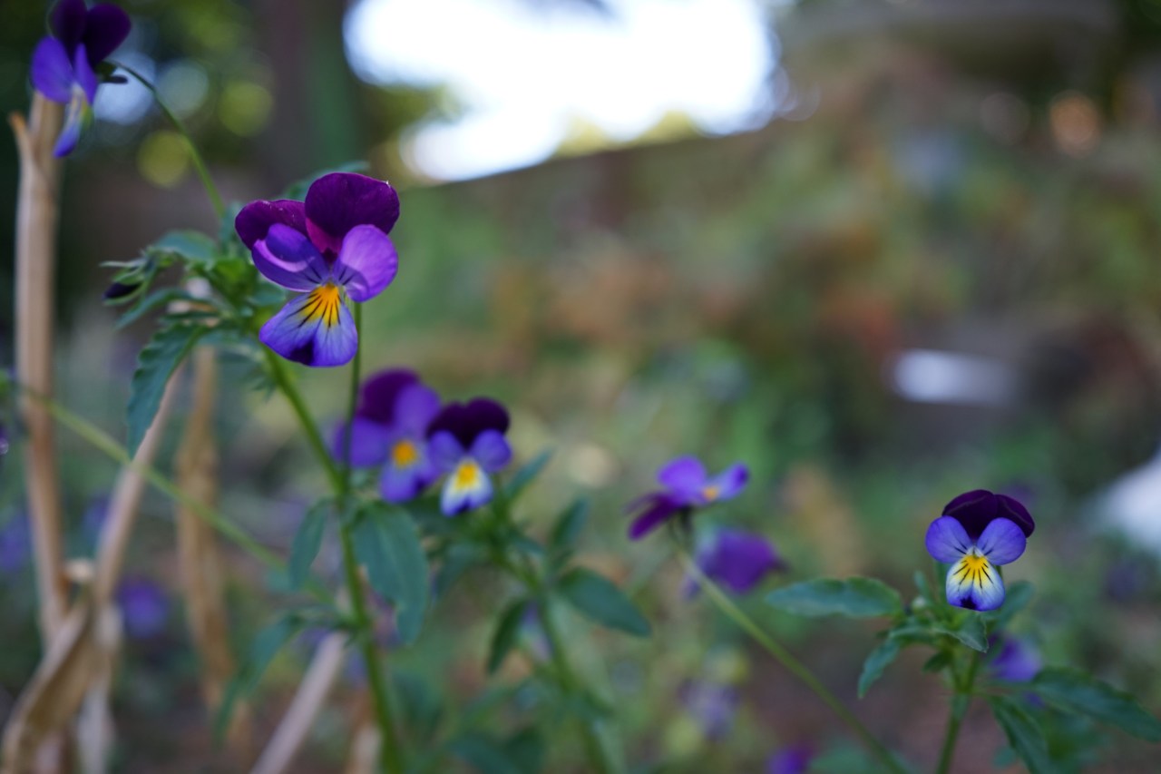 Volunteer Pansies