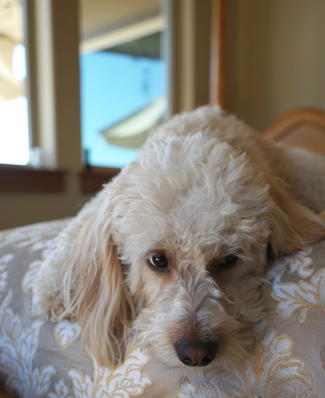 Doggie-fashion-shoot-HeyGirlfriend.net