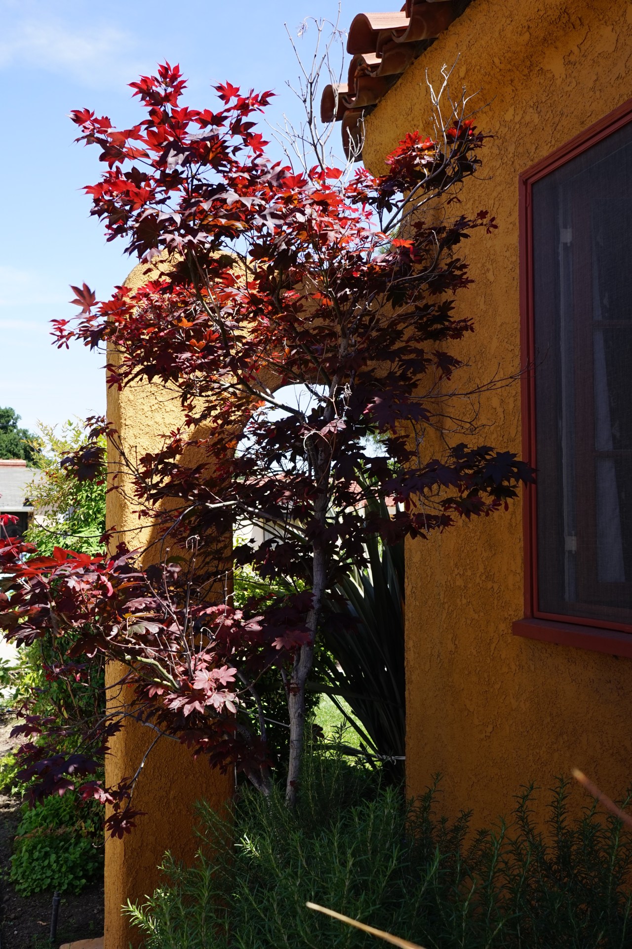 Southern California Garden Tour