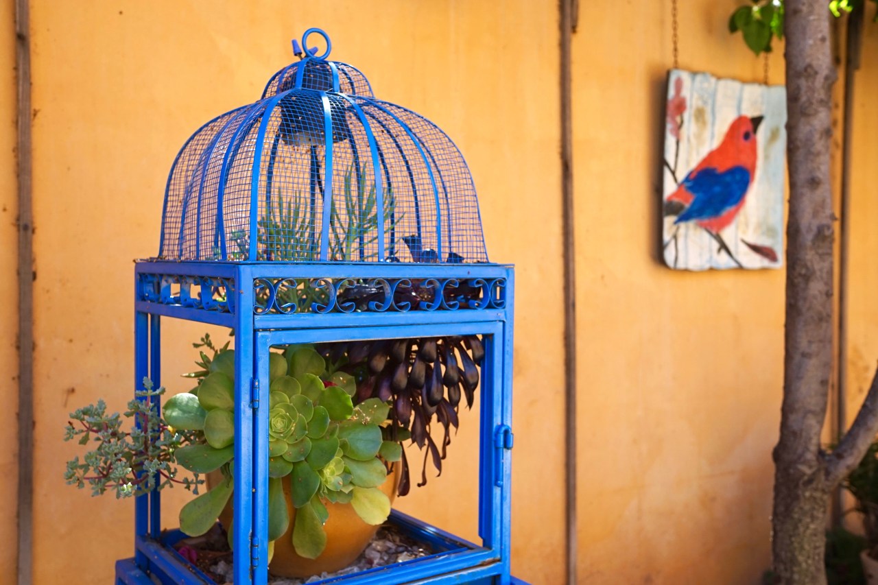 Drought Tolerant Plants ~ Southern California Garden Tour