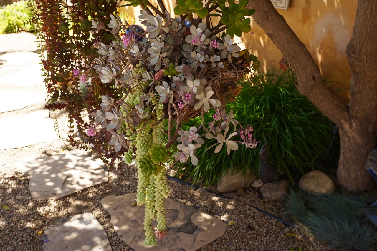 Drought Tolerant Plants ~ Southern California Garden Tour