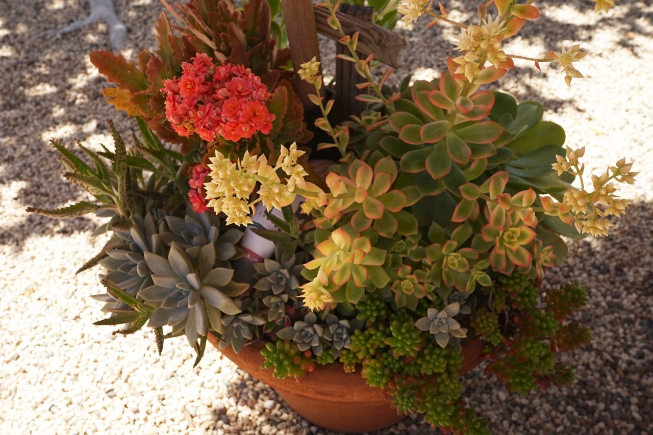Drought Tolerant Plants ~ Southern California Garden Tour