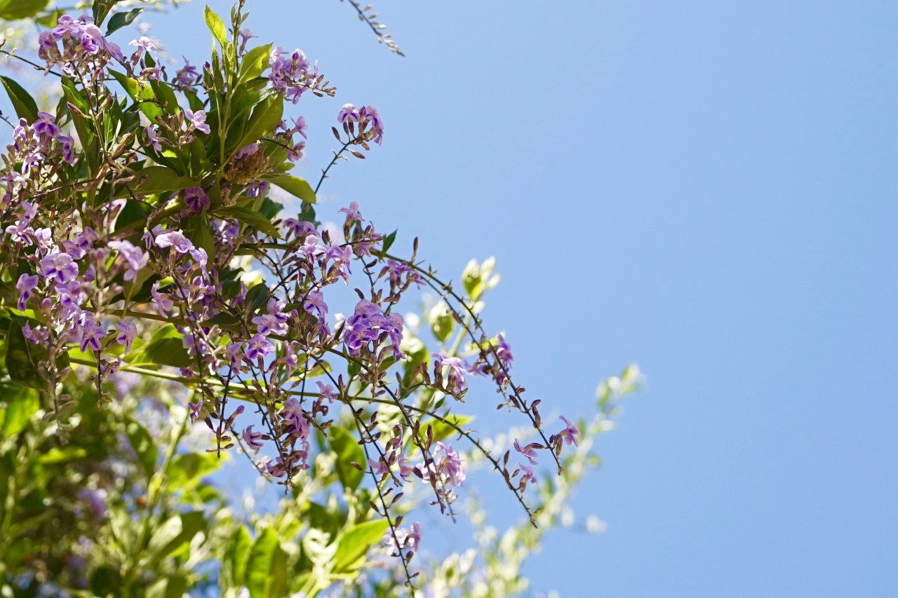 Duranta Erecta Sweet Memories Tree ~ Southern California Garden Tour