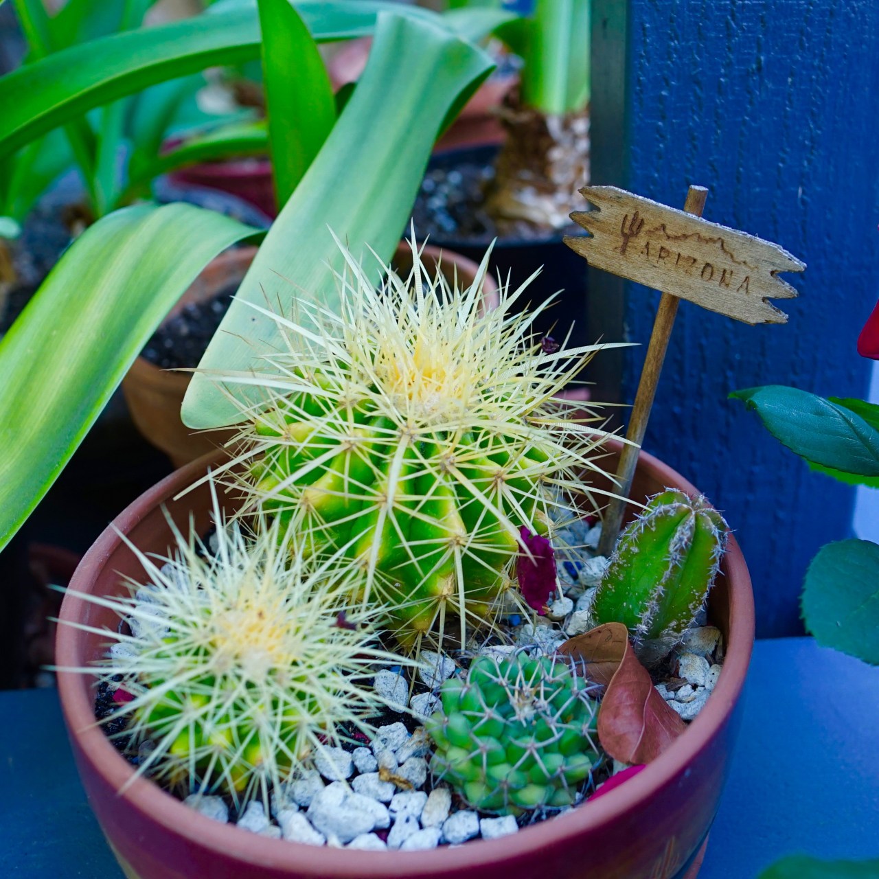 Potted Mini Cactus ~ HeyGirlfriend.Net