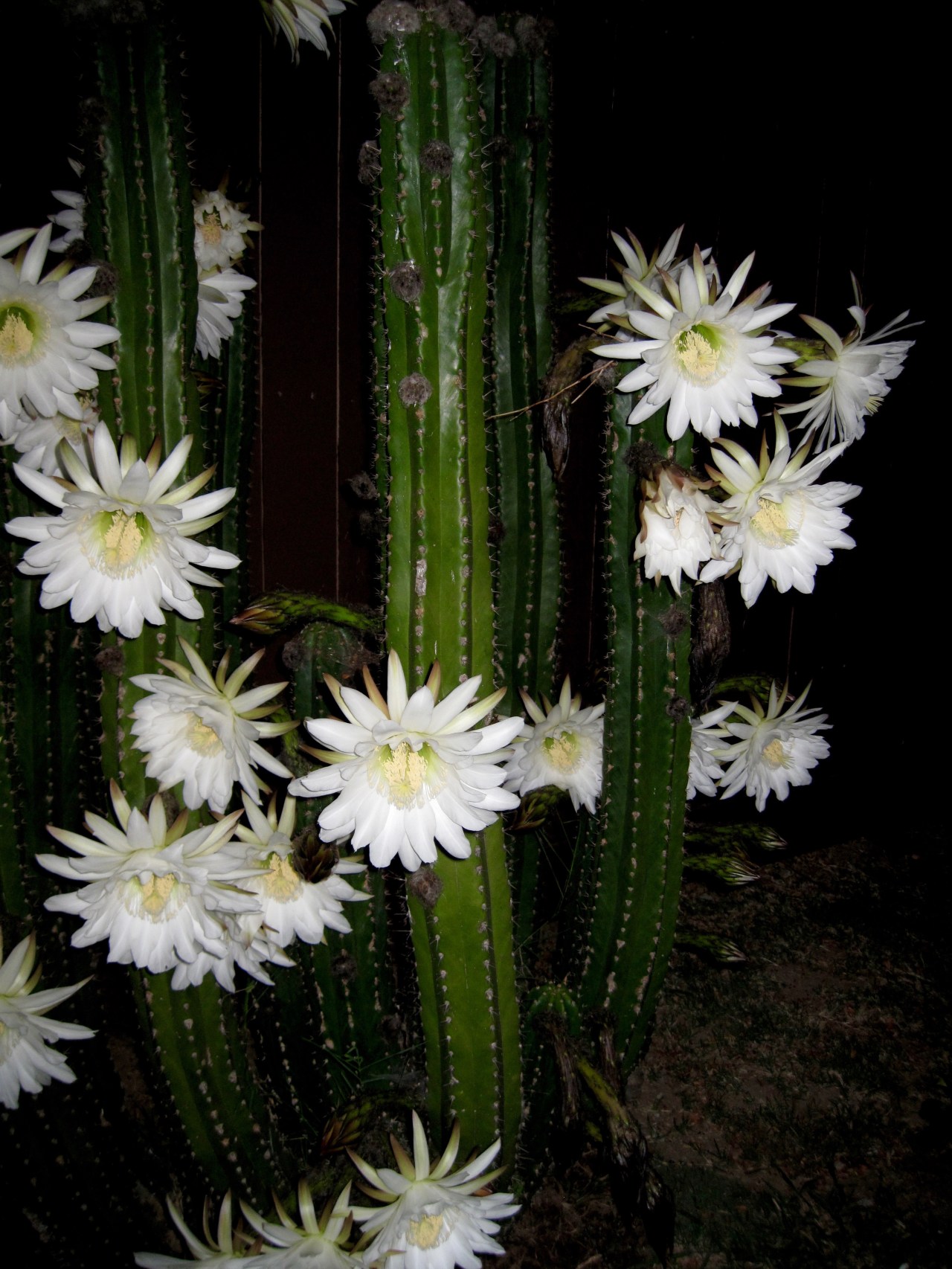 HeyGirlfriend.Net ~ Happy Cacti