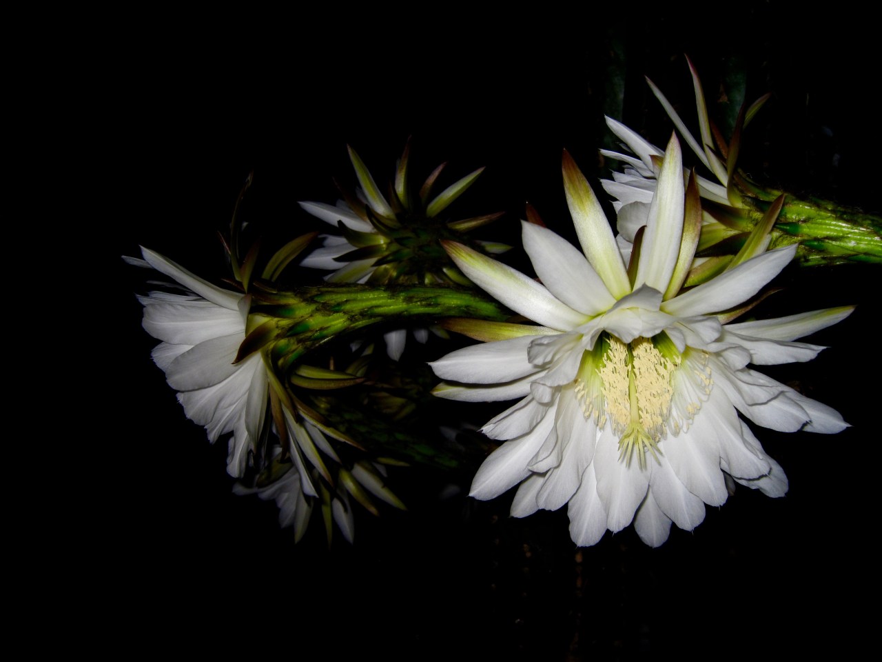 HeyGirlfriend.Net ~ Happy Cacti