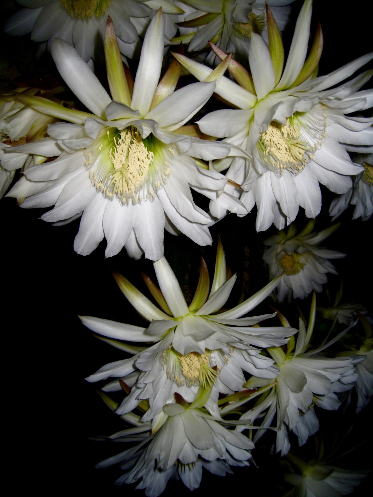 HeyGirlfriend.Net ~ Happy Cacti