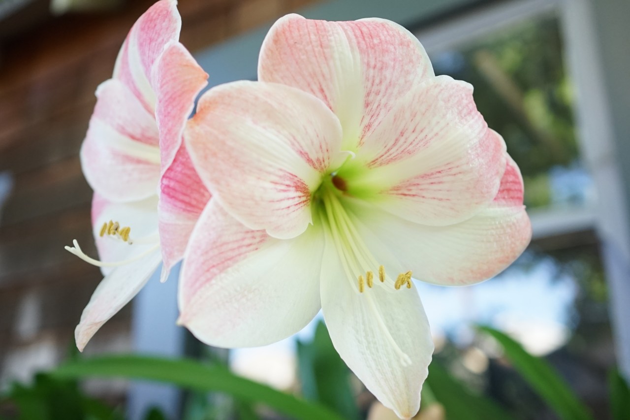 Lilies in window box