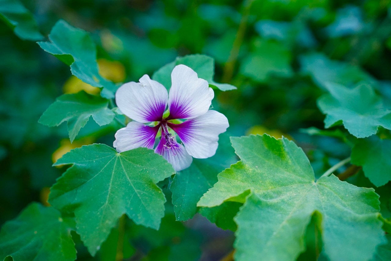 Purple flower on vine