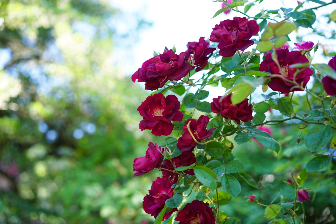 Wine-colored-climing-roses