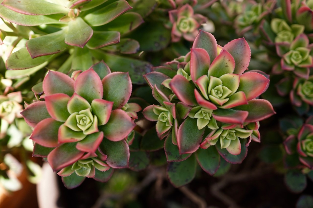 Southern California Gardening ~ Succulents