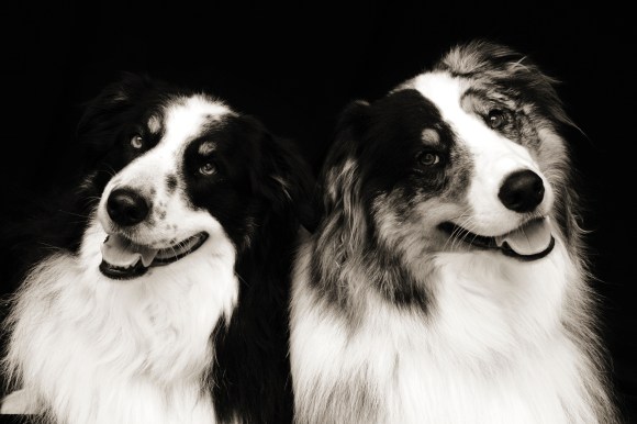 Dog-Portrait-by-Dana-Leigh-Snidecor