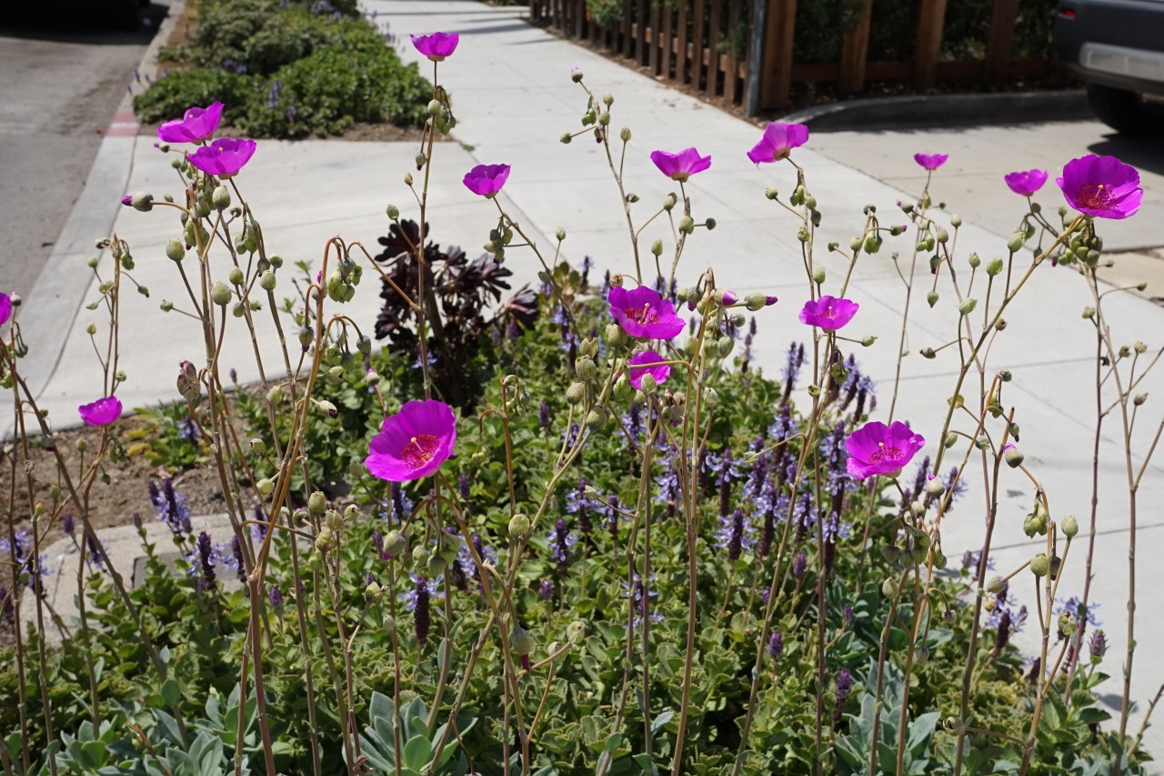 Drought tolerant magenta flowers