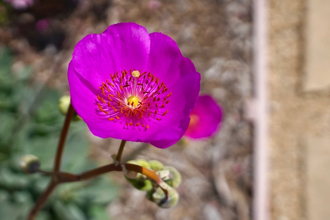 Drought tolerant Desert Mallow