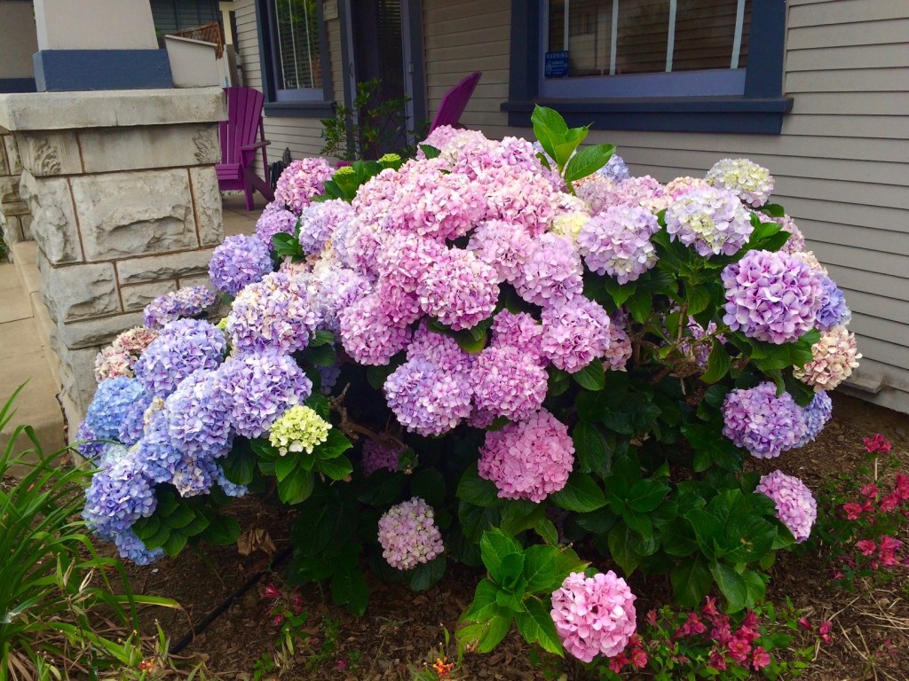 hydrangea-bush