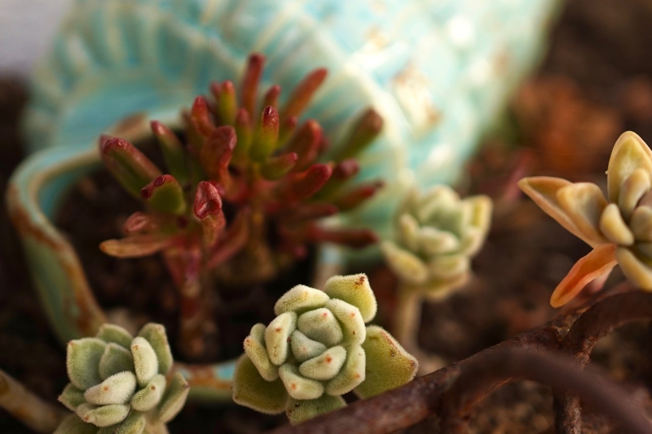 Succulents in Planter