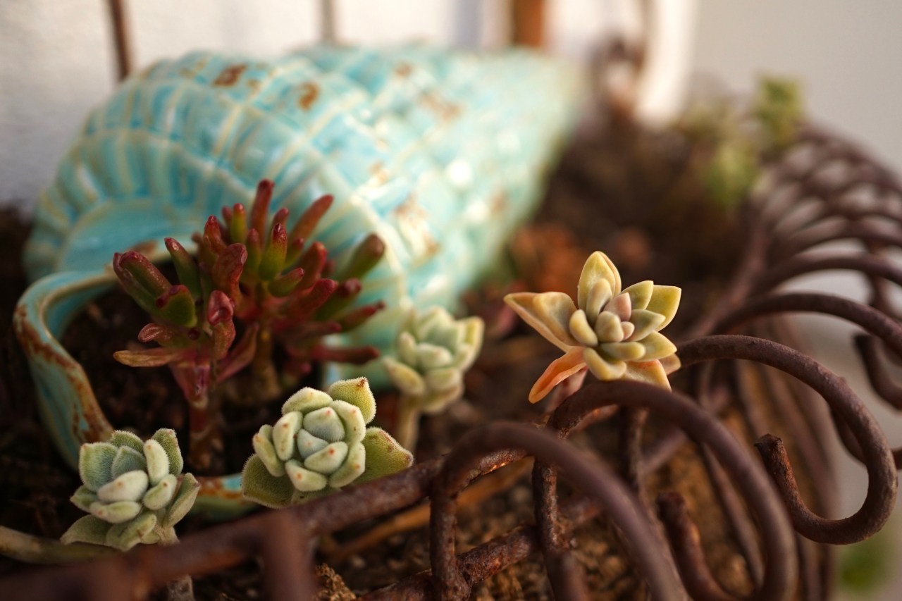 Succulents in Planter
