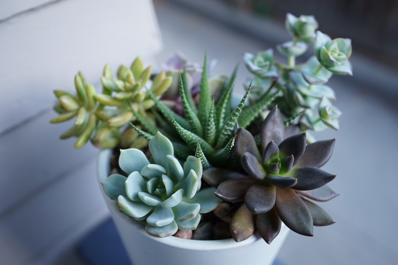 Potted succlents