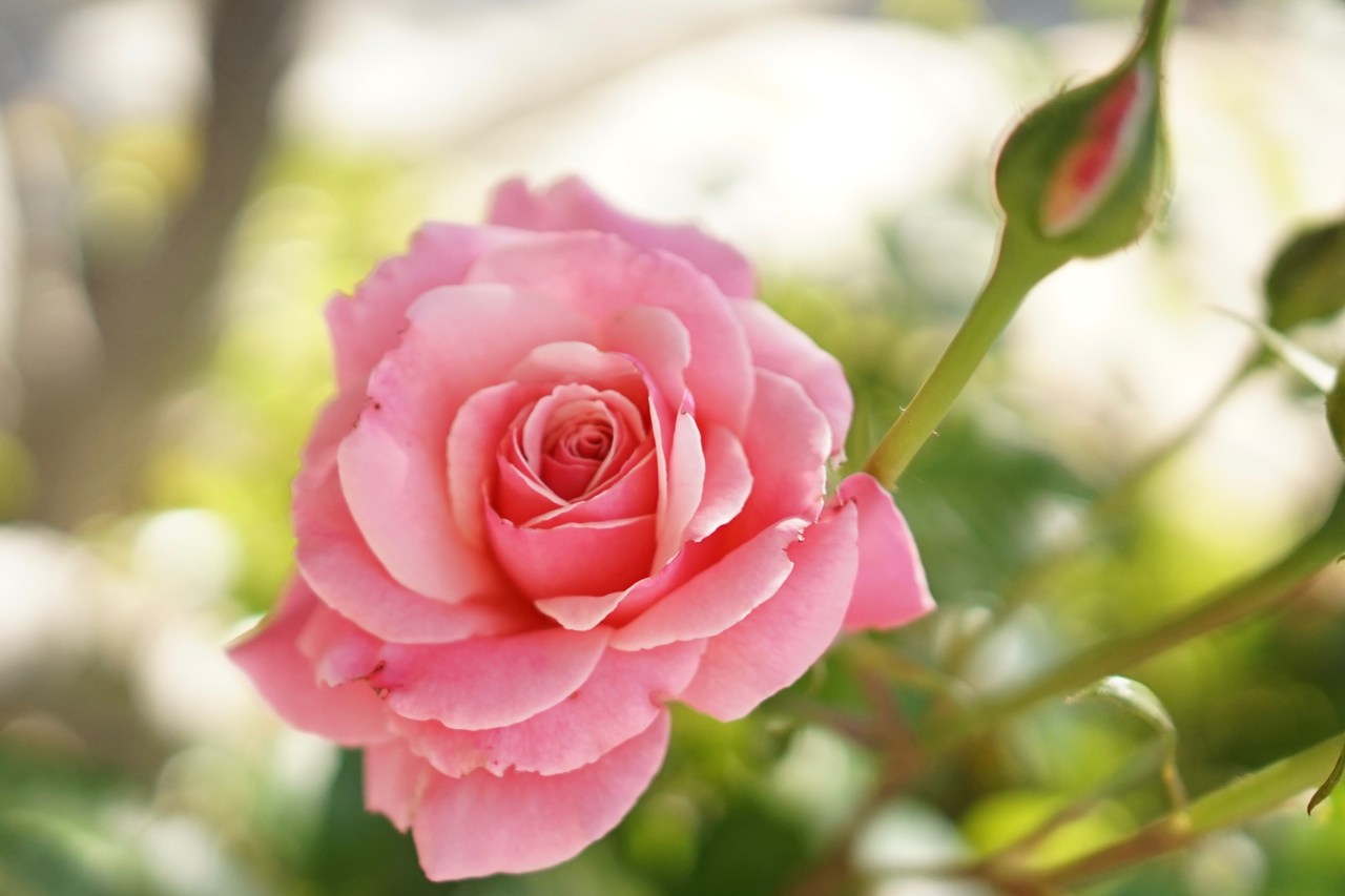 Roses in Southern California Gardens