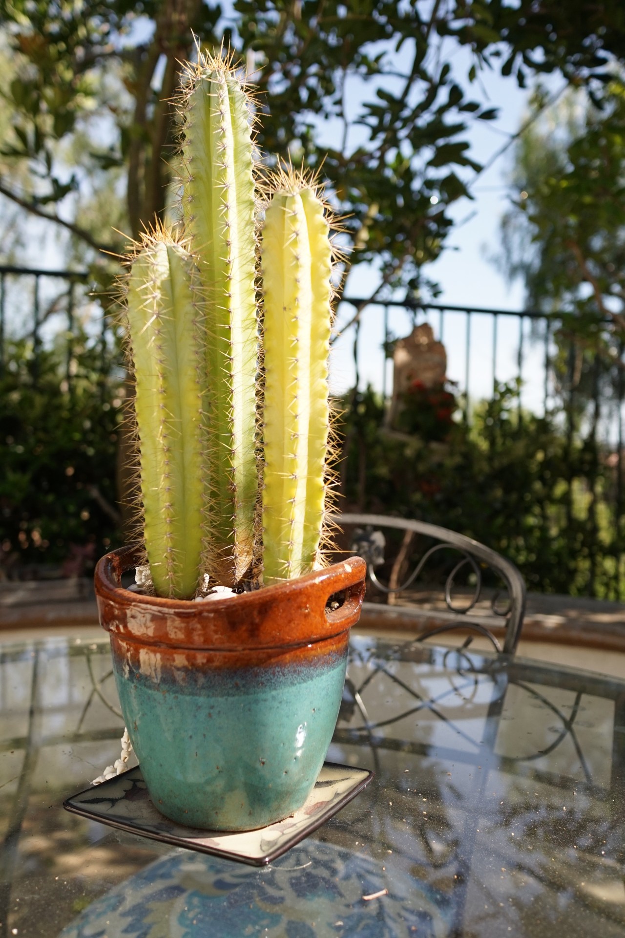 Tabletop: potted cactus in Southern California Droughtscape