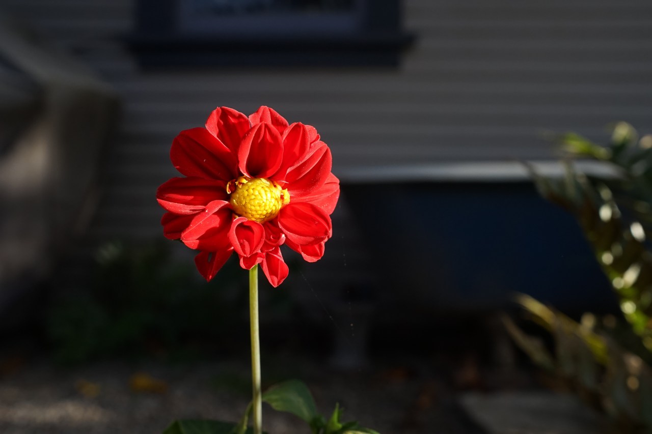 Red Dahlia