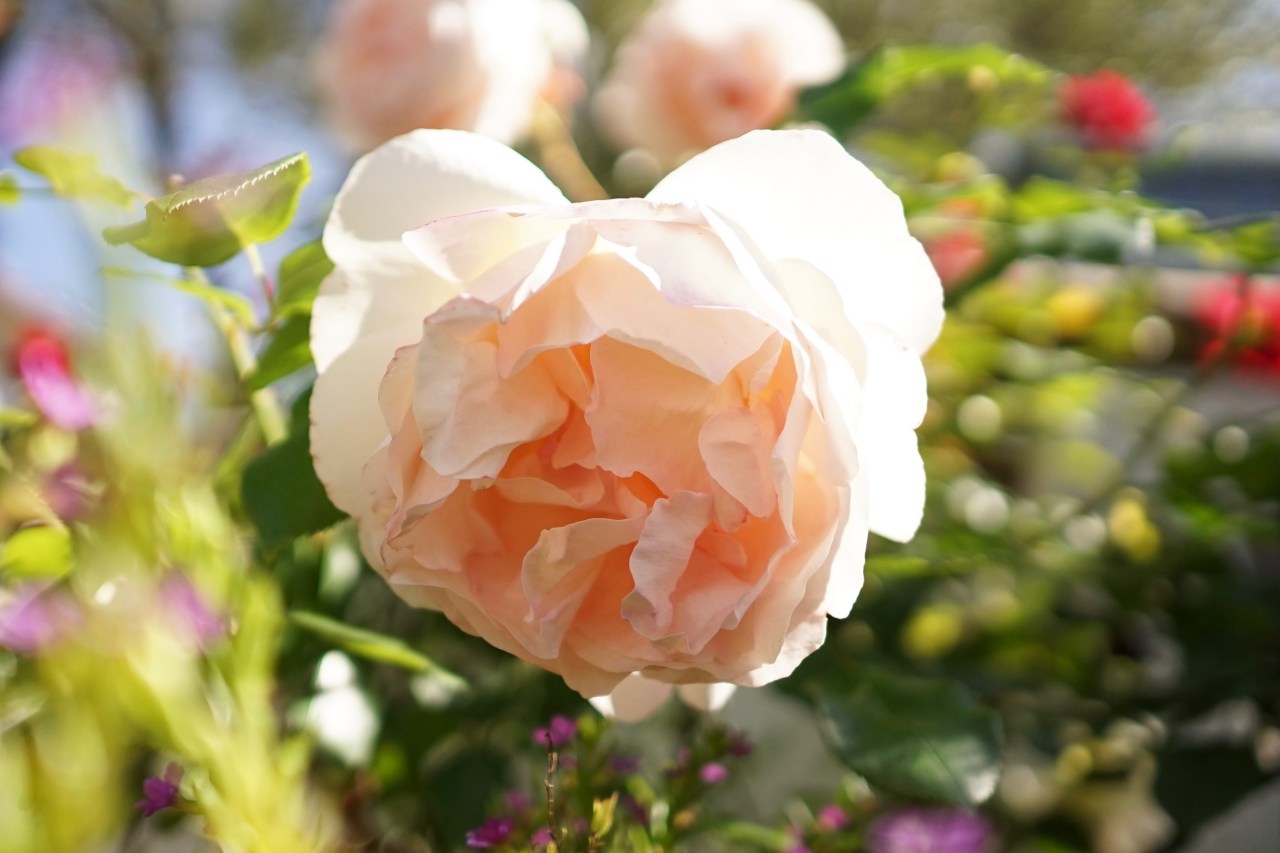 Roses in Southern California Gardens