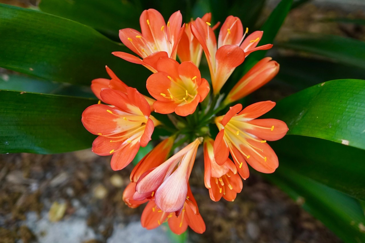 Orange Clivia