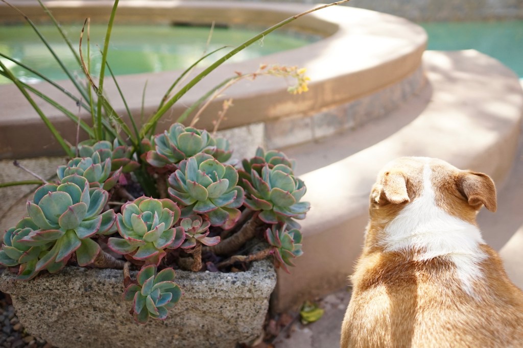 Succulents-and-refreshing-Pool