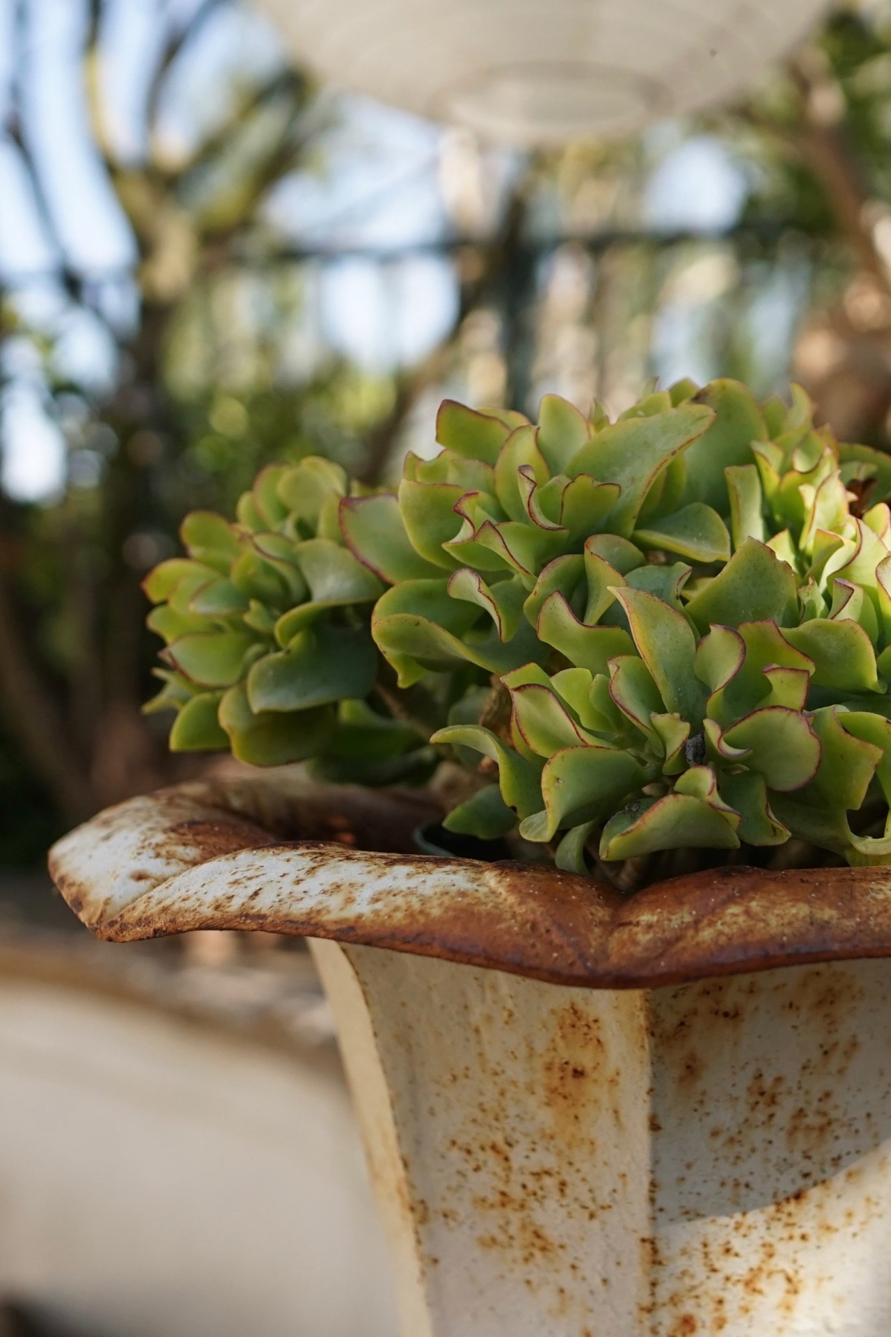 Southern California, Drought tolerant Succulents in an iron urn.