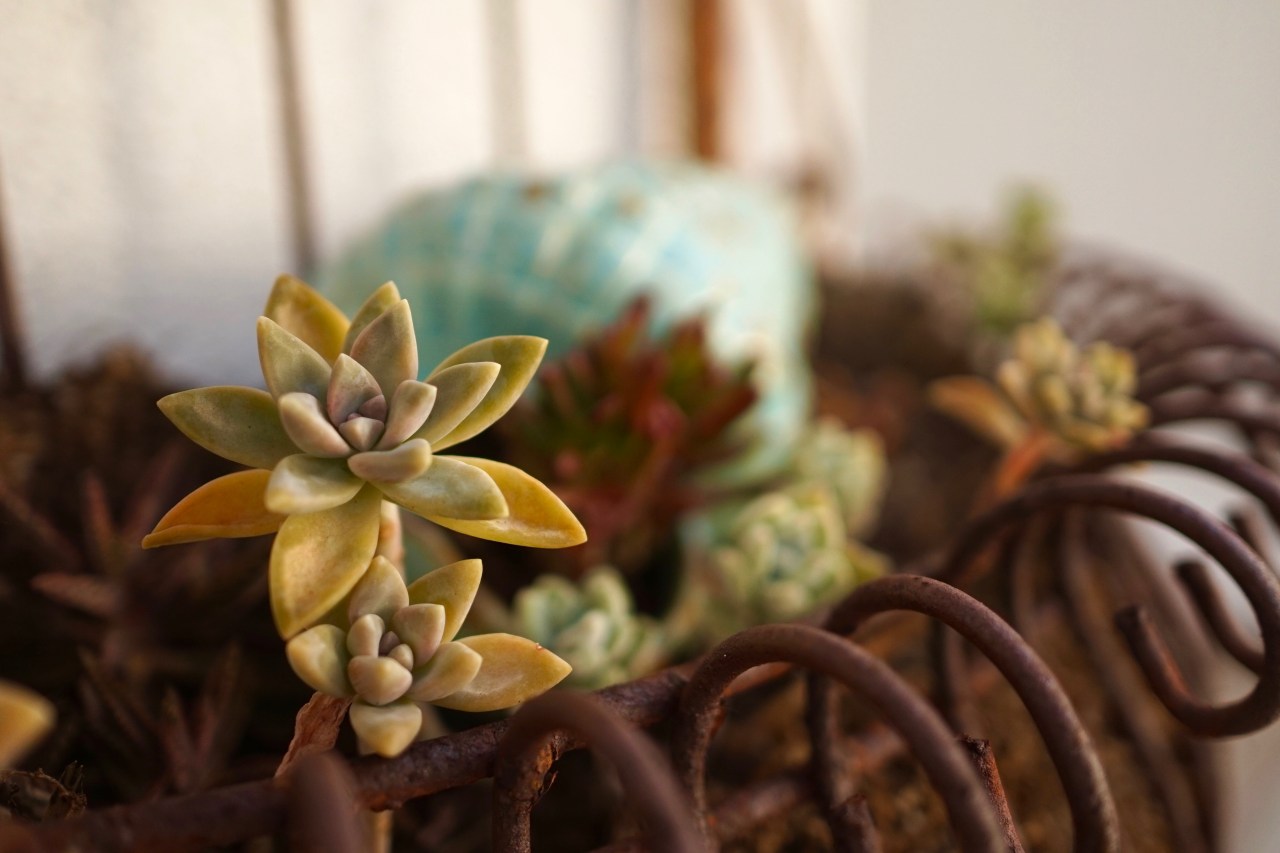 Succulents in Planter