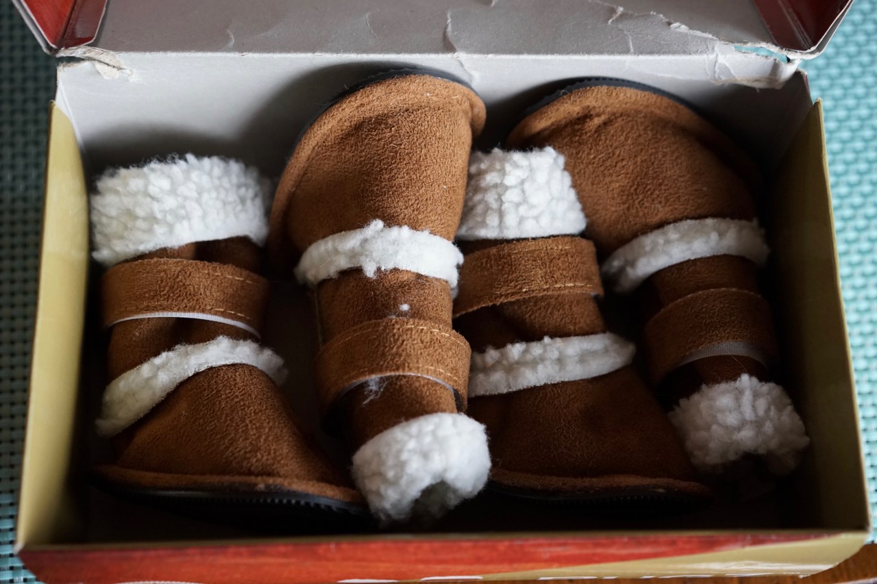 Box-of-dog-shoes