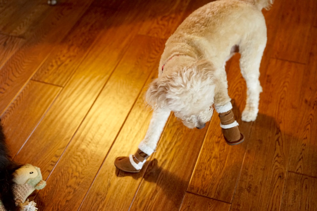 Karma-trying-to-walk-in-her-new-shoes