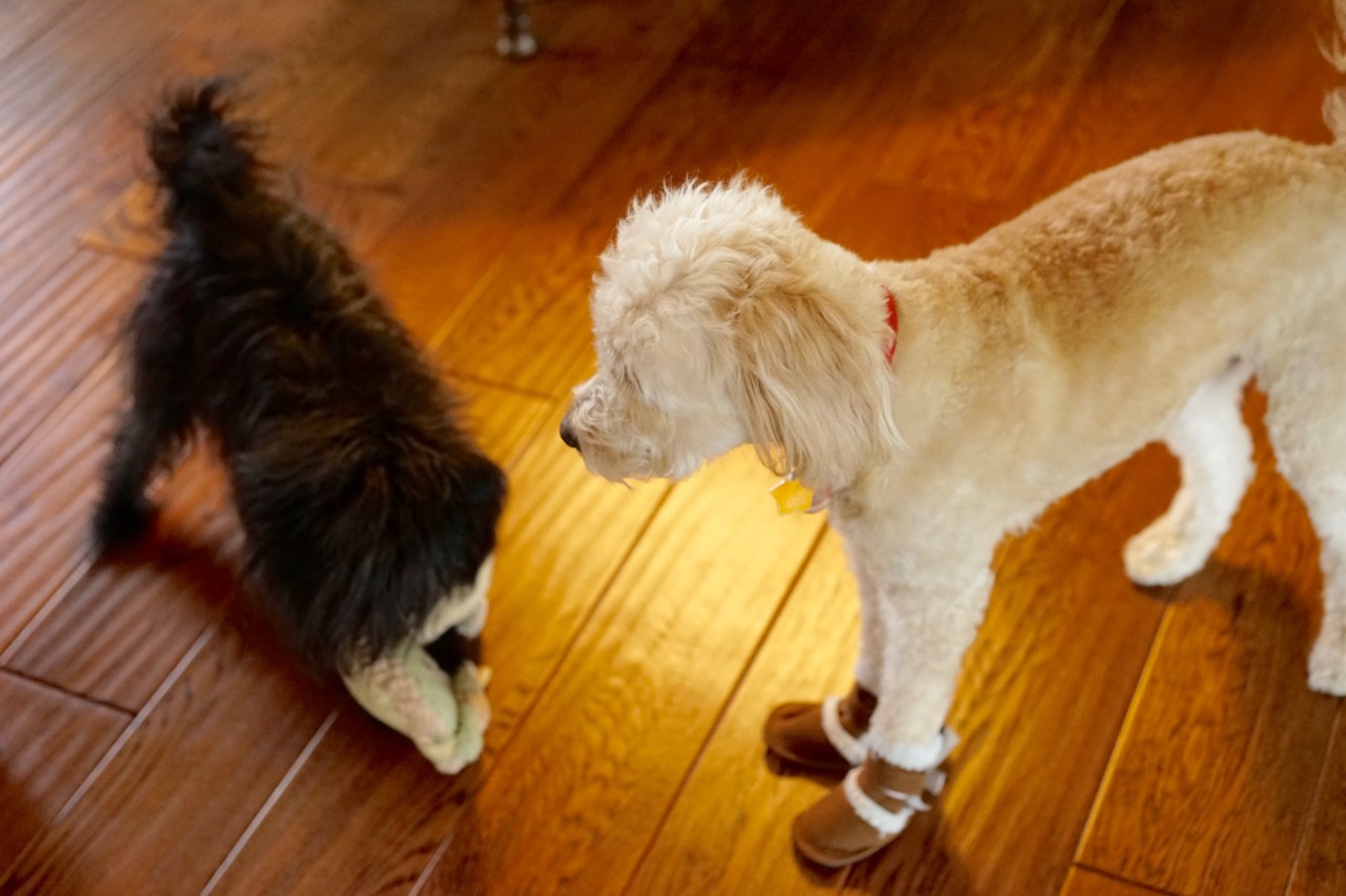 Dog-wanting-to-play-in-her-new-shoes