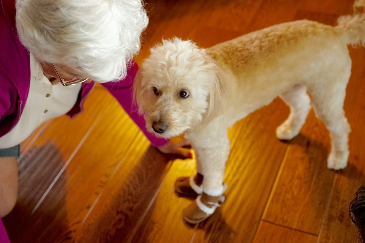Dog-about-to-take-her-new-shoes-off