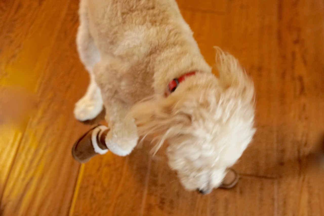 New-doggie-shoes