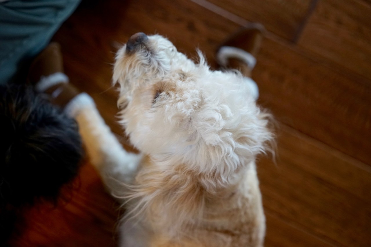 Dog-trying-to-stand-in-new-shoes
